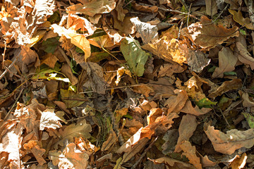 Background with autumn leaves on a sunny day