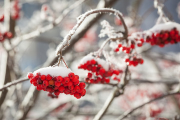 Rowan berries covered in snow at winter