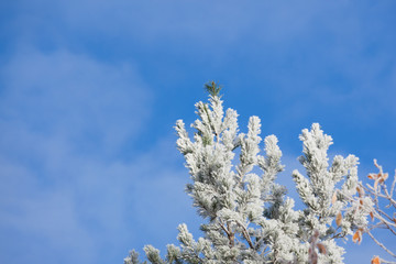 Snowy treetop and blue sky winter day