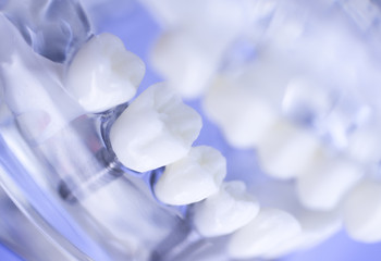 Dental teeth mouth model