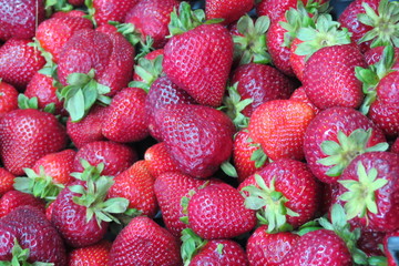 Portugal - Fraises d'Evora