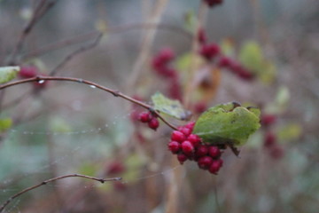 Berries