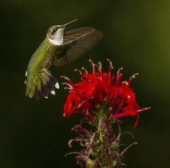 Ruby-throated Hummingbird with Cardinal Flower
