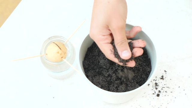 filling the pot with drainage and ground for planting avocados at home. 4k, slow motion