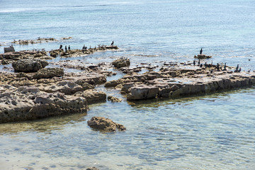 Fototapeta na wymiar Cormorants fishing from the rocks at Currarong New South Wales Australia. copyspace.