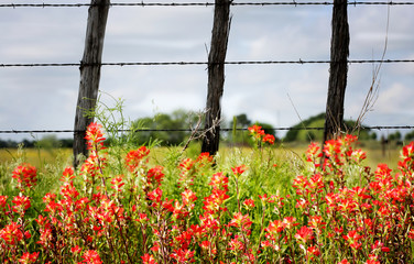 Rural background with red paintbrush flowers and old fashion barbwire fence, Texas country