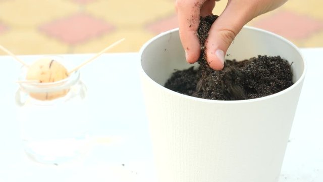 filling the pot with drainage and ground for planting avocados at home. 4k, slow motion