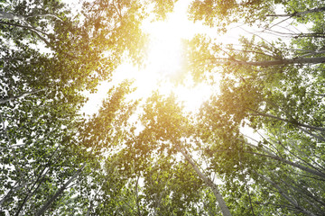 Looking up in Forest - Green Tree branches nature abstract. pine forest with blue sky and sunlight