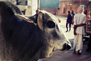 Krowa na ulicach Indii