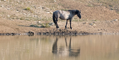 Silver Gray Grulla wild horse stallion reflecting at the waterhole in the Pryor Mountains Wild Horse Range on the Wyoming Montana state border - United States