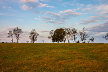 Trees on the horizon 