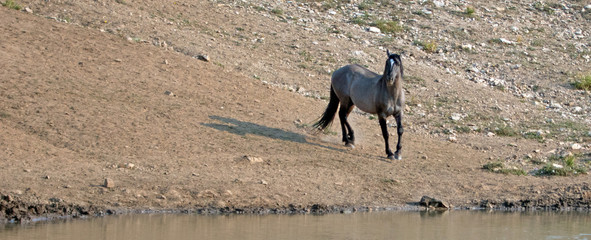 Gray Grulla wild horse stallion at the waterhole in the Pryor Mountains Wild Horse Range on the...