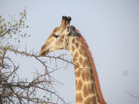 Giraffe feeding on thornbush