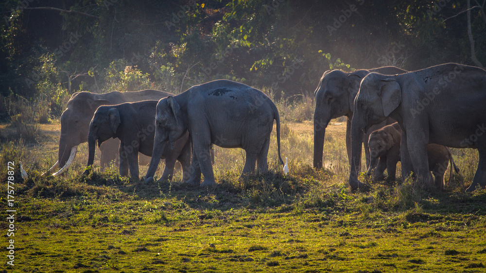 Wall mural asian elephant herd