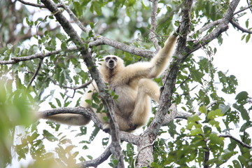 Lar gibbon or white-handed gibbon (Hylobates lar) in Khao Yai National Park, Thailand
