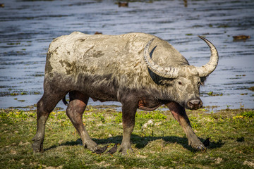 Majestic Water Buffalo