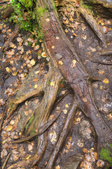 Bold tree roots and fallen autumn leaves
