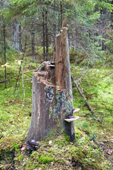 Old tall tree stump with fungus