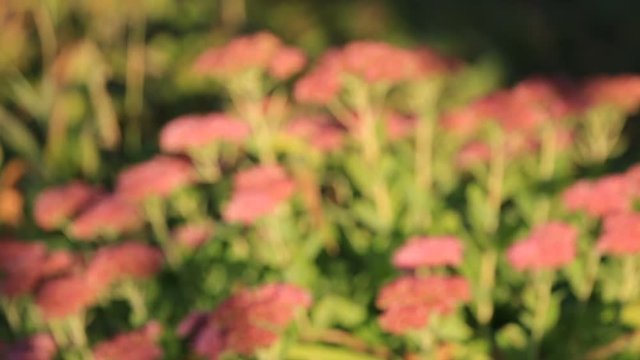 Flowers of stonecrop, lat. Sedum spectabile, swaying in the wind, with a smooth blur of focus