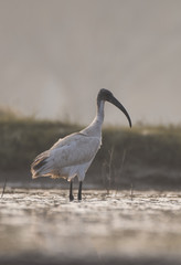 Black headed ibis