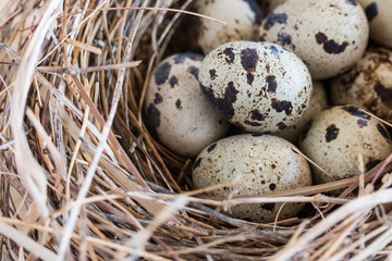 Naklejka na ściany i meble quail eggs in a nest and laid out around it border.