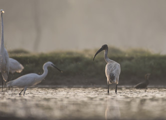 Black headed ibis
