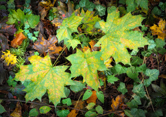Gelb-grüne Ahornblätter, Nahaufnahme