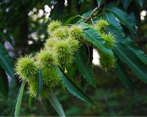 Chestnuts