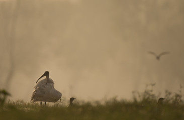 Black headed ibis