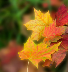 Herbstlaub mit romantischem Look