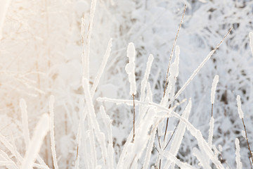 Bright sunlight snow covered sticks winter background