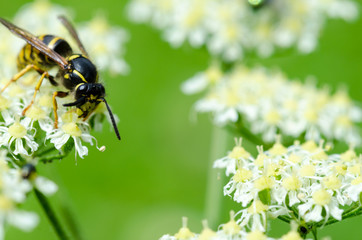 Yellow wasp climbing  and feeding on a nectar