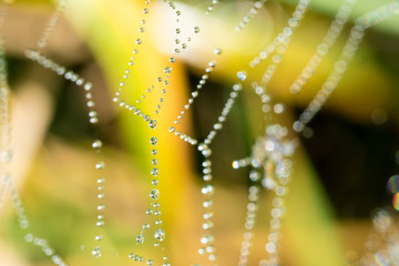 Spider web with many drops of water