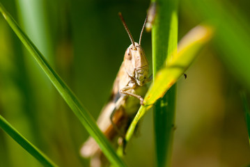 Macro shot of big brown grasshopper