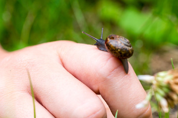 Small snail crawling on a hand