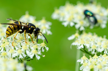 Yellow wasp climbing  and feeding on a nectar