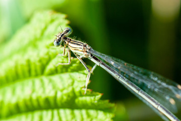 Small dragonfly sitting on a green leaf