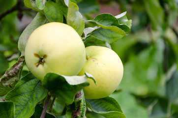 Fresh ripe red apple growing on a apple tree