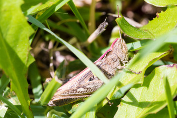 Macro shot of big brown grasshopper