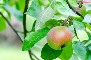 Fresh ripe red apple growing on a apple tree