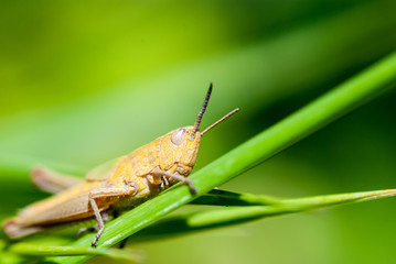 Macro shot of big brown grasshopper