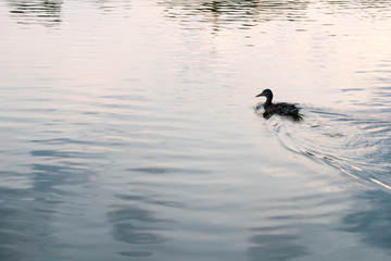 Duck swimming on water