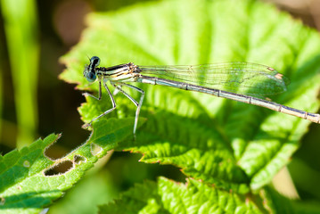 Small dragonfly sitting on a green leaf