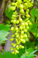 Bunch of unripe red wine growing in the garden