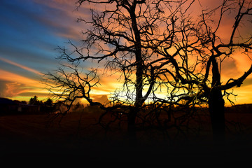 Dead tree under dramatic evening sunset sky