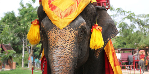 head of elephant with traditional dressing