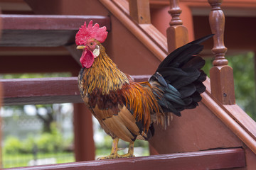 Bantams standing on the steps