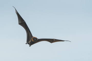 Bat flying on blue sky (Lyle's flying fox)
