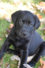 Black Lab Puppy