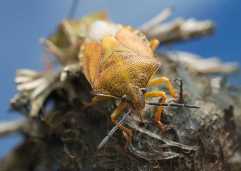 Shield bug, Carpocoris purpureipennis on cereal